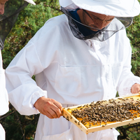 麥盧卡蜂蜜是生蜂蜜嗎？完整指南 - 養蜂人